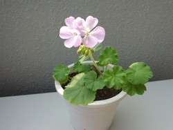 20030903_1.jpg