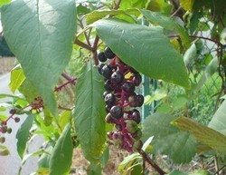 20030909_1.jpg